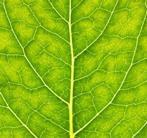 Premium Photo Closeup Leaf Macro Photography Green Leaf Veins Texture