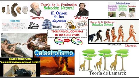 Mapas Mentales Cambios En Los Seres Vivos Y Procesos De Extinci N Udocz