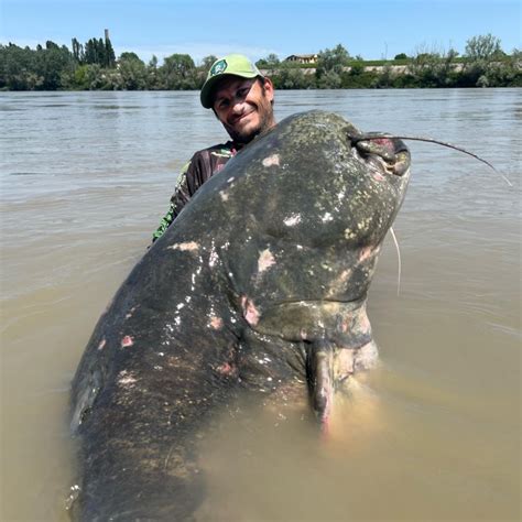 Pêché dans une rivière italienne le plus gros poisson silure glane