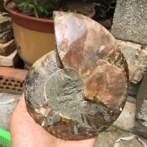 Natural Ammonite Fossil Quartz Crystal Specimen Reiki Healing Etsy