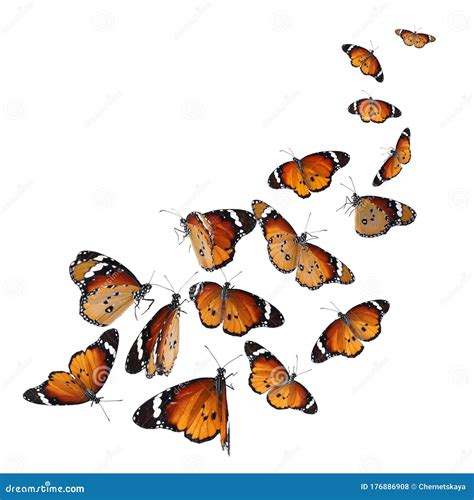 Painted Lady Butterfly, Isolated On White Royalty-Free Stock Photo