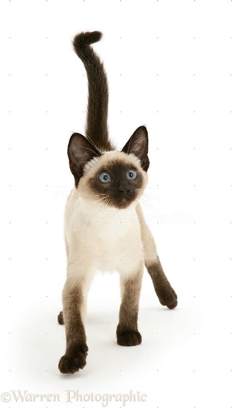 Seal Point Siamese Kitten Photo Wp13228