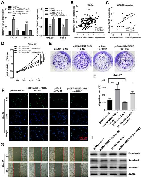 LncRNA MIR4713HG Promotes TMc7 Mediated Proliferation And Metastasis