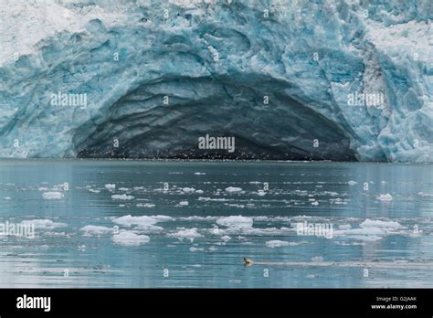 Polar Bear Ursus Maritimus Hunting In Front Of A Glacier Svalbard