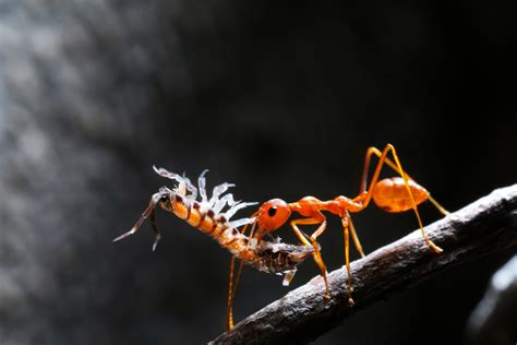 Fire Ant | Animal Kingdom