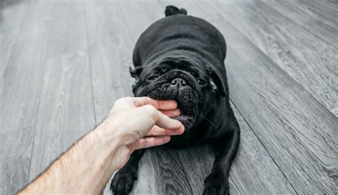 愛犬の「噛みぐせのしつけ」に安全に取り組むための必須アイテムとは？ 佐々木ドッグトレーニング