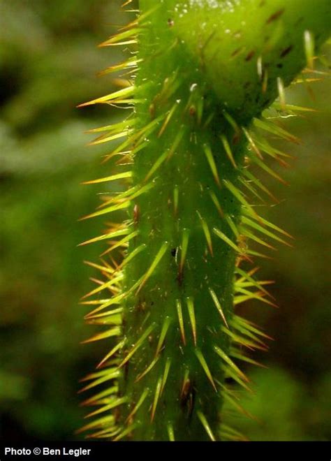 Oplopanax Horridus