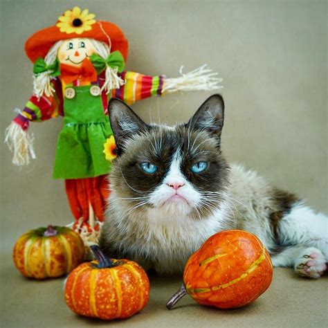 Halloween Grumpy Cat Pumpkin