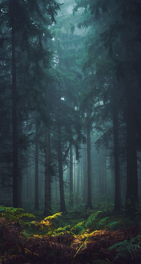 Misty Forest - The iPhone Wallpapers