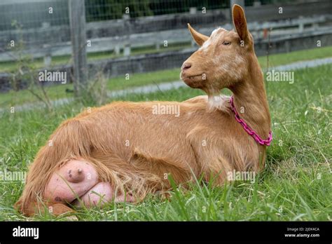 Issaquah Washington Usa Female Golden Gurnsey Goat With A Full Udder