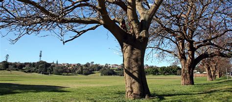 Visit Centennial Parklands Queens Park Centennial Parklands