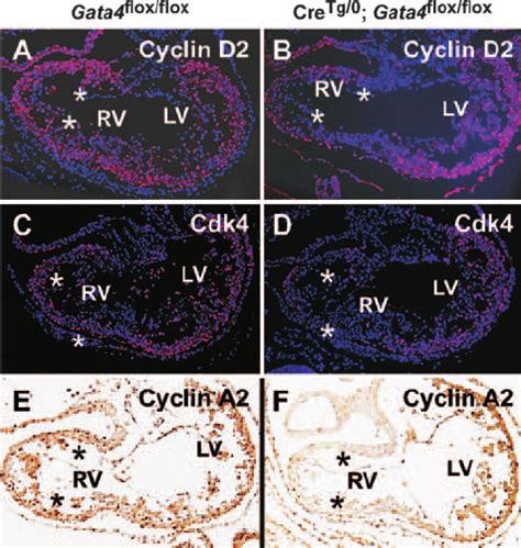 Gata4 Inactivation Leads To Decreased Expression Of Cell Cycle