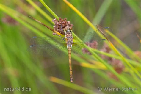 Gro E Heidelibelle Sympetrum Striolatum Naturbild Werner Steffen