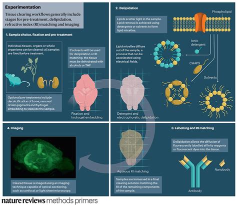 Nature Reviews Methods Primers On Twitter Tissue Clearing Workflows