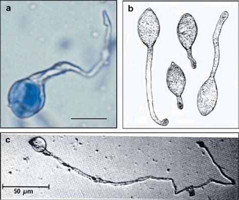 Typical Morphology Of Directly Germinated P Viticola Sporangia Sourced