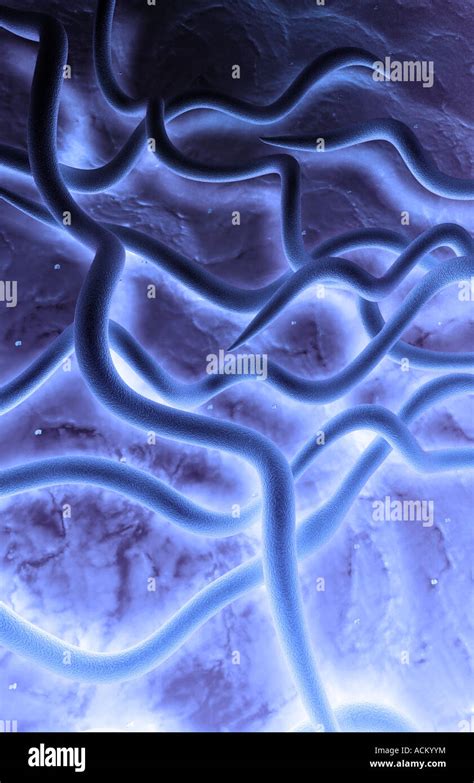 Lyme Disease Bacteria Stock Photo Alamy