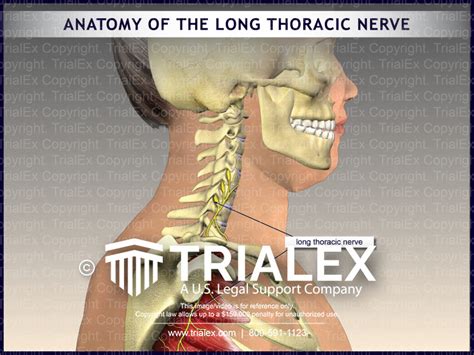 Anatomy of the Long Thoracic Nerve - TrialExhibits Inc.