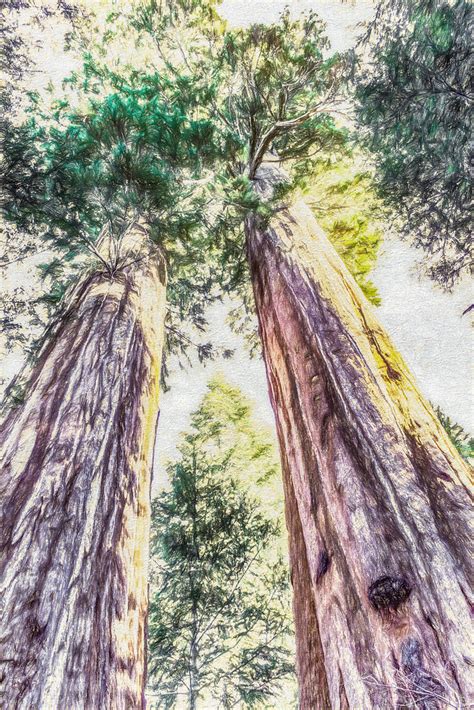 Towering P Sequoia Crest Tulare County California 2012 David