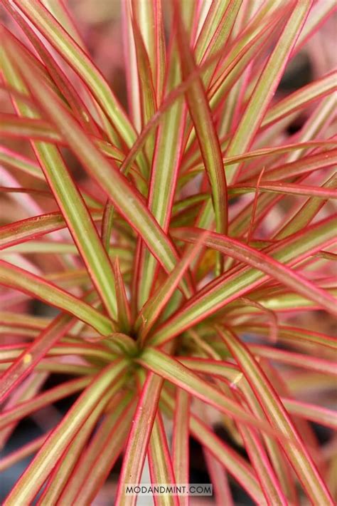 Dracaena Marginata Care Indoors Dragon Tree Plant