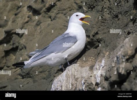 Black-legged Kittiwake in breeding plumage Stock Photo - Alamy