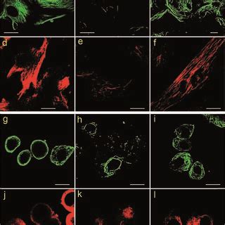 Af Clsm Images Of Mrc Cells Labeled Using Different Protocols A