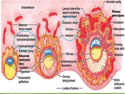 Fetal development | PPT