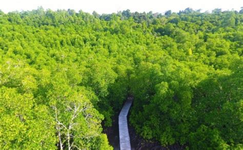 Potret Taman Nasional Manusela Hutan Mangrove Yang Indah 0 Foto