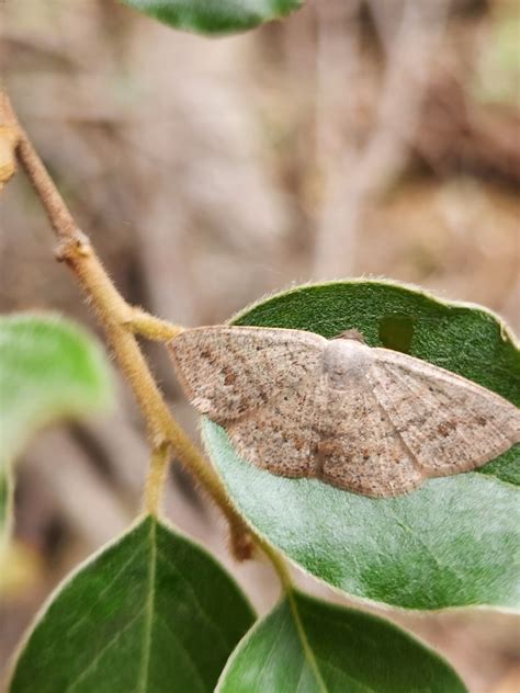 Pomaderris Moth From Inskip QLD 4581 Australia On November 06 2022 At