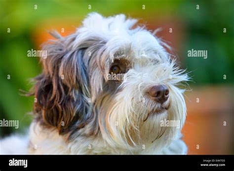 White havanese dog hi-res stock photography and images - Alamy