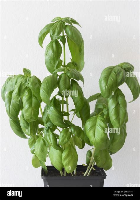 Basil Plants Ocimum Basilicum Grown Indoor In A Black Pot Herb