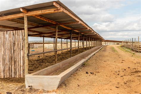 How Much Does It Cost To Feed A Cow In A Feedlot At Christopher Cano Blog