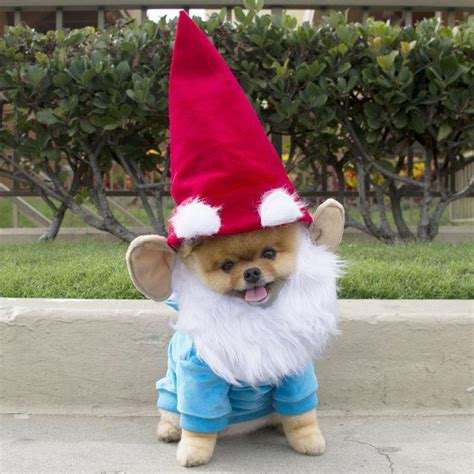 65+ Cute Dog Halloween Costumes Ideas