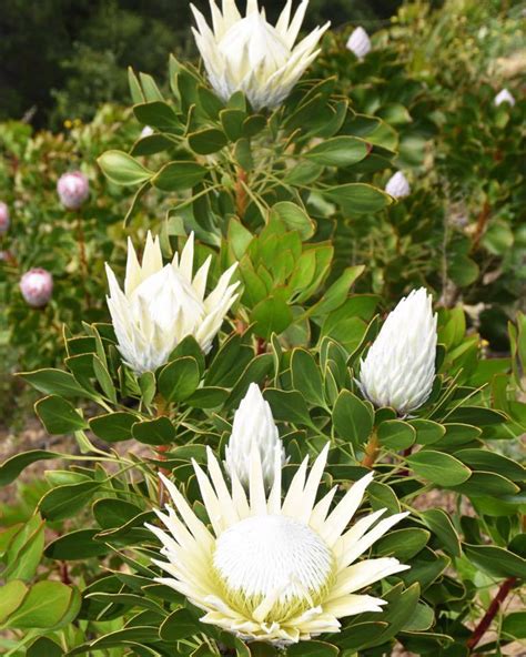 Plantfiles Pictures Protea King Protea Giant Protea King White