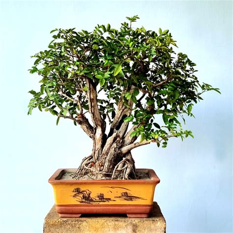 Brazilian Pepper Tree Flower And Fruit Lones Bonsai