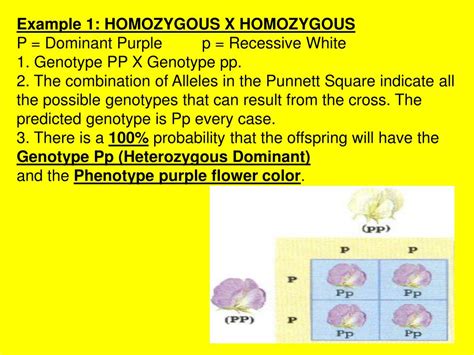 Ppt Genetic Crosses Powerpoint Presentation Free Download Id 5579755