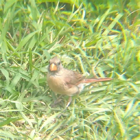 NestWatch | The Cardinal Family - NestWatch