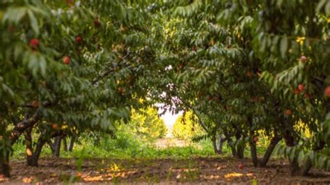 How to Prune Peach Trees in 7 Easy Steps - Mehrabyan Nursery