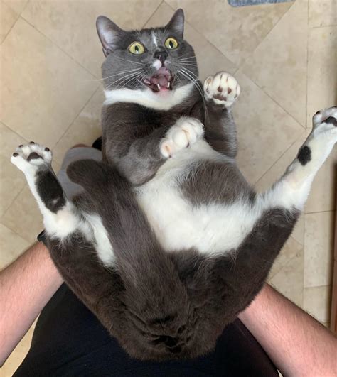 You Better Put My Ass Down Dad R Chonkers