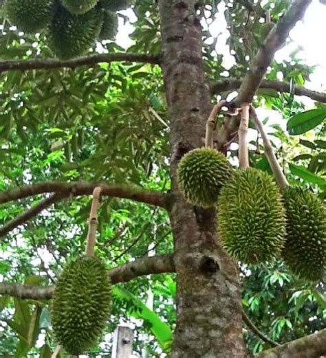 Malaysian Durian Trees - Green Orchid Nursery & Garden Center