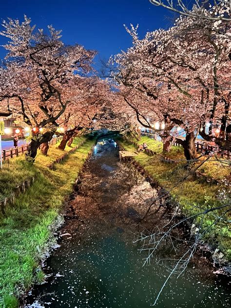 Photomap On Twitter Rt Tadaiwai 2023331 埼玉県川越市 【新河岸川の桜🌸ライトアップ