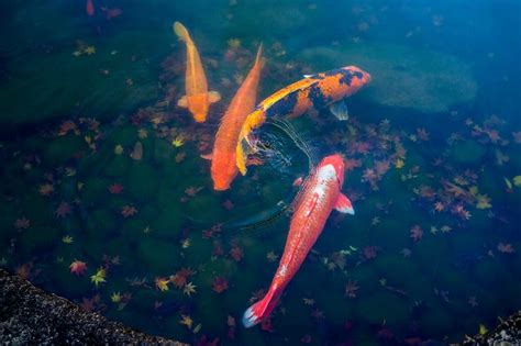 Prep Your Koi Pond for Winter so Your Fish Can Thrive | LoveToKnow Pets