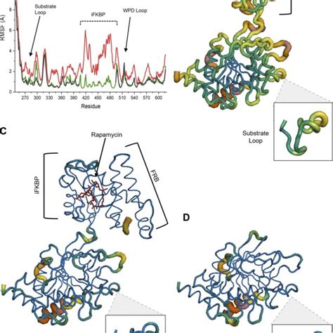 Molecular Dynamics Simulations Of Rapr Shp2 Reveal Potential Allosteric