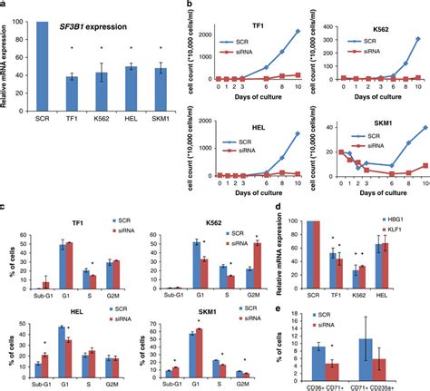 Effects Of SF3B1 Knockdown In Myeloid Cell Lines Each Cell Line