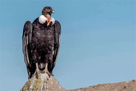 meet  national animal  colombia  andean condor