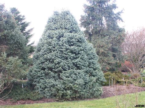 Abies Concolor Compacta 05 John Hagstrom Flickr