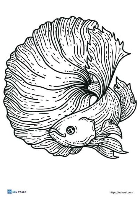 14 Free Betta Fish Coloring Page Printables Esl Vault