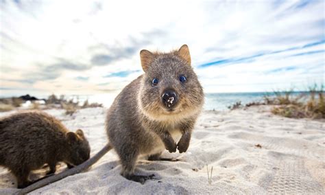 Rottnest Island Round Trip Ferry From Perth Australia Activities In