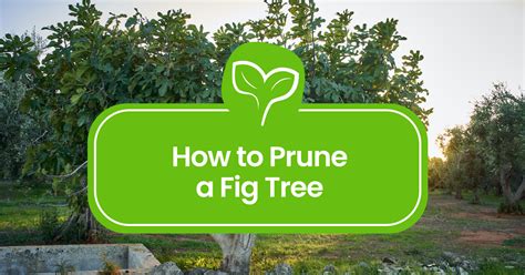 How to Prune a Fig Tree: Your Step-by-Step Guide - Plant Propagation