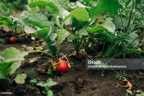 Menanam Lobak Organik Di Tanah Kebun Sayuran Sehat Latar Belakang