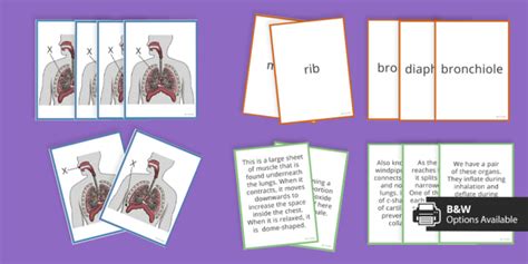 Respiratory System Activities For Kids Twinkl Homework Help